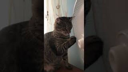 Cat Has Fun With Fan