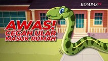 Awas!  Jangan Sampai Ular Masuk ke Rumah