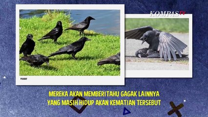 Burung Gagak, Hewan yang Identik dengan Tanda Kematian?