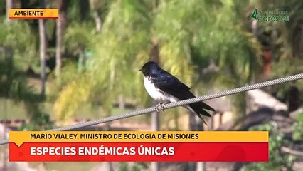 Download Video: El Cerrado de San Ignacio con especies endémicas únicas