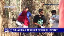 Tim Gabungan BBKSDA Riau Berhasil Obati Gajah Liar yang Terluka