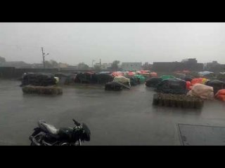 वर्ध्यात पावसामुळे शेवडो क्विंटल तूर भिजली