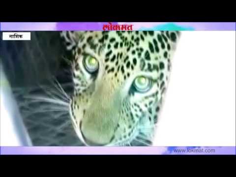 नाशिकमधील निफाड येथे वनविभागाच्या पिंज-यात नर बिबट्या जेरबंद