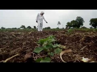 जळगावात असमाधानकारक पावसामुळे पिके वाळली