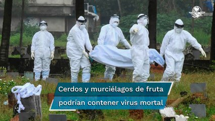 El virus Nipah podría ser la peor pandemia que la humanidad haya enfrentado, afirma experto