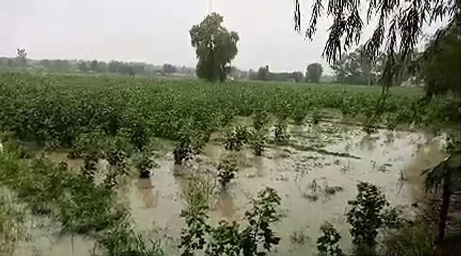 श्रीगंगानगर जिले के ग्रामीण क्षेत्र में झमाझम बारिश