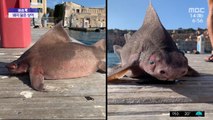 [이슈톡] 이탈리아서 돼지 얼굴 닮은 상어 발견