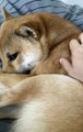Happy Shiba Inu Smiles for Back Scratches