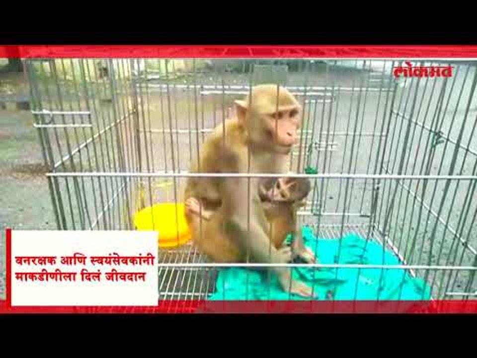 घुंगुरांनी मृत्यूच्या दारात पोहचविलेल्या चार वर्षांच्या माकडीणीला मिळालं जीवदान⁠⁠⁠⁠