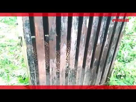 नाशिकच्या हिरावाडी परिसरात धुमाकूळ घालणारा बिबट्या अखेरीस जेरबंद