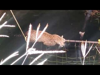 नाशकातल्या सटाण्यात सावजाच्या शोधात असलेला बिबट्या पडला विहिरीत