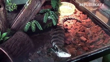 Menikmati Kopi Sembari Belajar Reptil