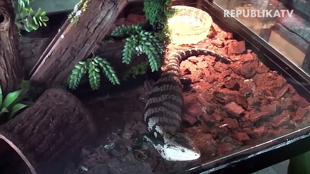 Menikmati Kopi Sembari Belajar Reptil