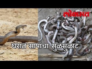 घरात सापांचा सुळसुळाट | 46 Snakes Found in a Home | VIRAL VIDEO