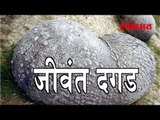 दगड हि असू शकतात जीवंत..दगडातही असतो जीव | आश्चर्यजनक बातमी | Marathi Funny News