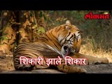 शिकारी झाले शिकार ह्या वर्षी 73 मृत्यू | Save Tiger | Lokmat Marathi News | मराठी न्यूज