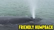 'Friendly Humpback Whale Greets & Charms Tourists in Tofino, Canada'