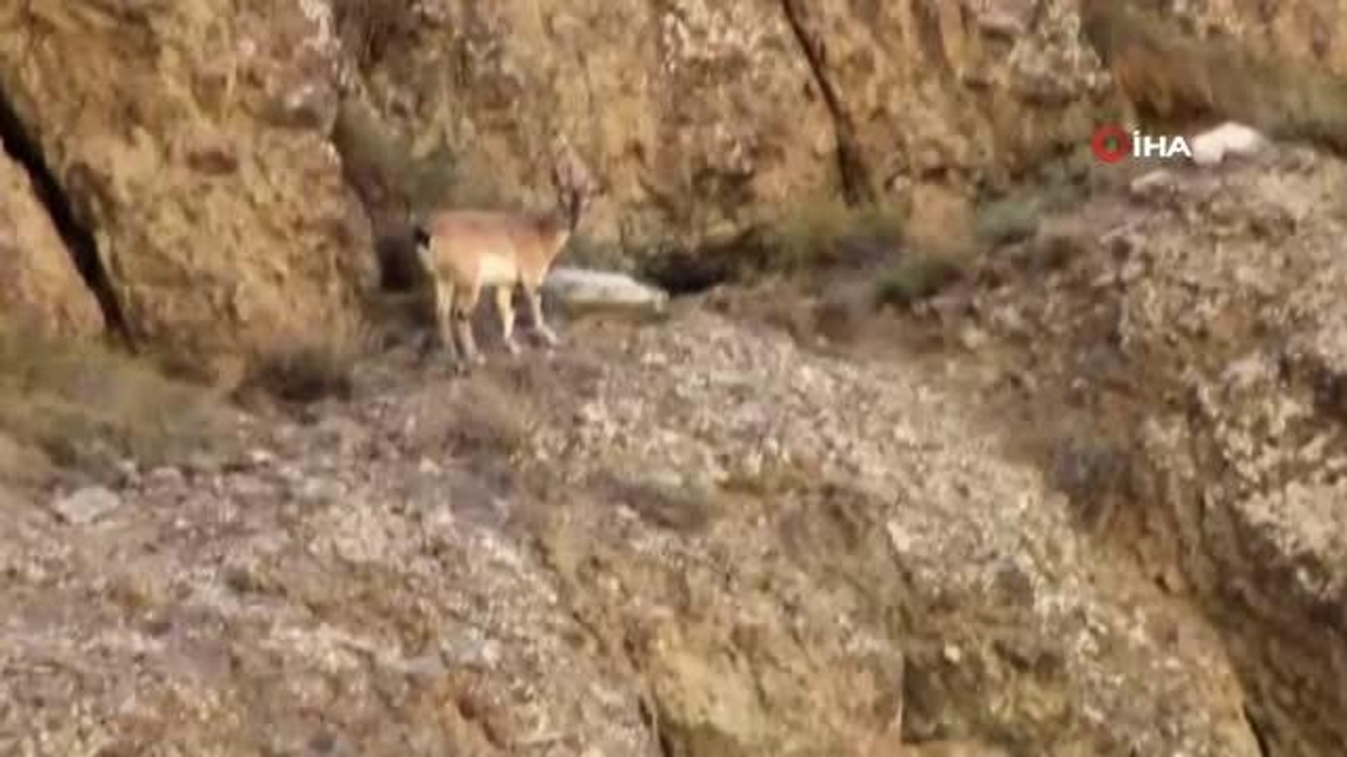 Erzurum'da yaban keçisi sürüsü görüntülendi