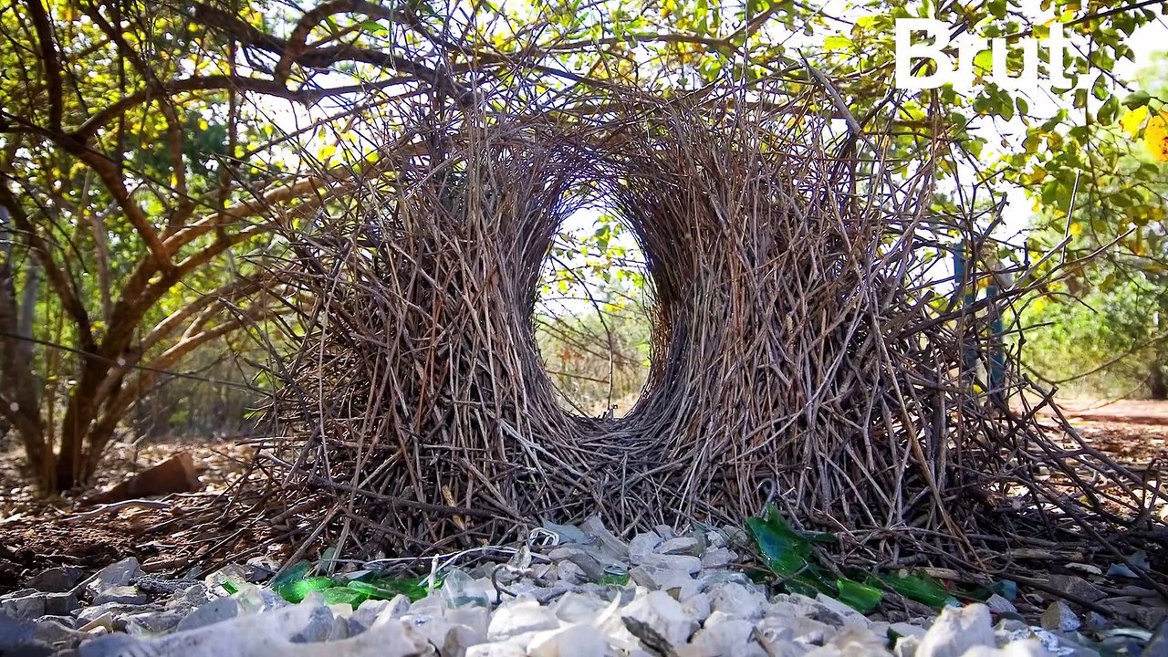 Les oiseaux jardiniers et leurs nids impressionnants