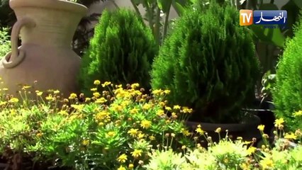 وهران أصحاب مشتلة قمبيطة يطلقون مبادرة لتزيين الطرقات و الشوارع