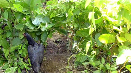 cooking chicken in the bush - Cozinhar frango no mato