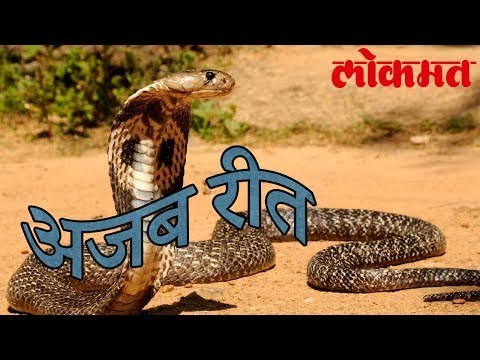 हुंडा म्हणून साप देण्याची अजब रीत | Amazing News | Funny Video | Lokmat Latest News