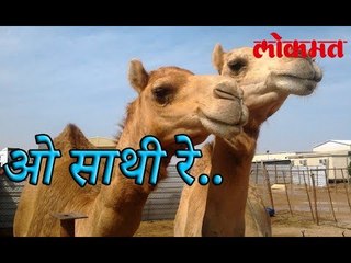 ओ साथी रे....जोडीदार मेल्या वर झाले उंटाने काय केले.. बघा हा विडिओ | Interesting Videos