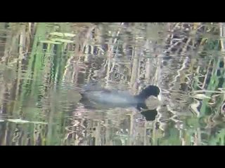 महाराष्ट्राच्या  ‘भरतपूर’मध्ये पक्ष्यांचे आगमन; १९ हजार पक्ष्यांची गणनेत नोंद