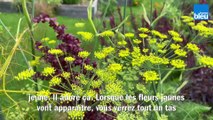 Roland Motte, jardinier : craquez pour le parfum du fenouil