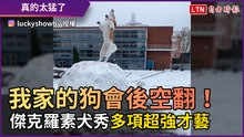 我家的狗會後空翻！ 傑克羅素犬秀多項「超強才藝」