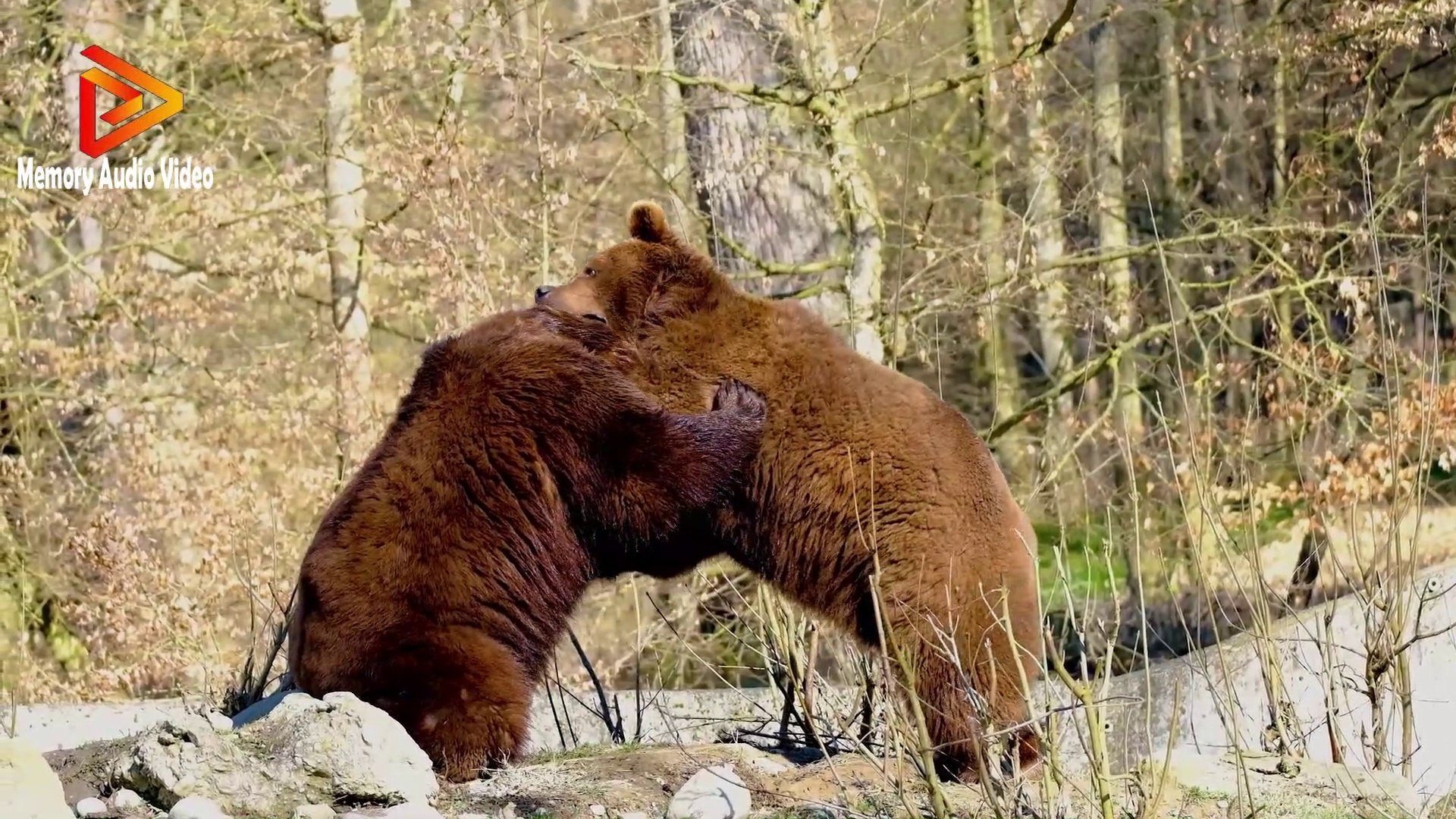 Fighting brown bears।Mother Bear Teaches Cubs।Mother Bear Fights Male for Prime Fishing Spot। Bear