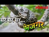 पहा हा विडिओ ..सर सर सर अजगर | Interesting News | Lokmat Marathi News