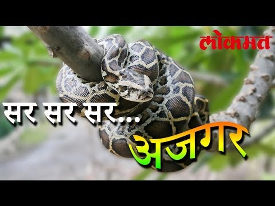 पहा हा विडिओ ..सर सर सर अजगर | Interesting News | Lokmat Marathi News