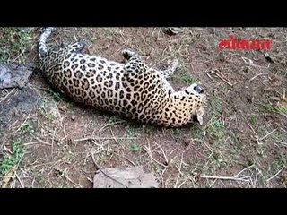 चिपळूणमध्ये बिबट्याची गोळी घालून शिकार