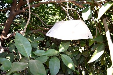 Akdeniz Meyve Sineğinin vurduğu portakallara sıkı denetim