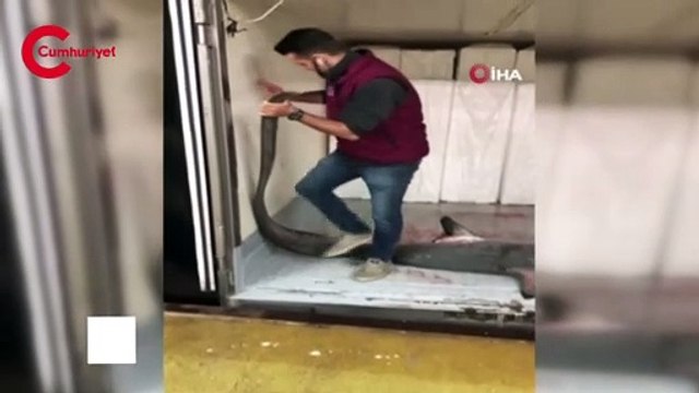 Marmara Denizi'nde dev köpek balığı yakalandı