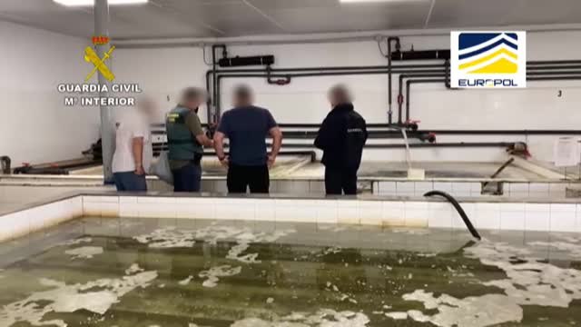 Intervenidas 16 toneladas de moluscos procedentes del marisqueo ilegal