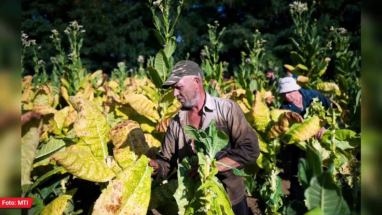 Die Virtuelle Kaffeetasse Ungarns am 14.09.2021