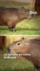 Este es el capibara, el roedor más grande del mundo