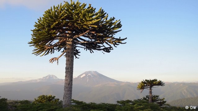 Chile: pueblo indígena protege los últimos bosques de araucarias