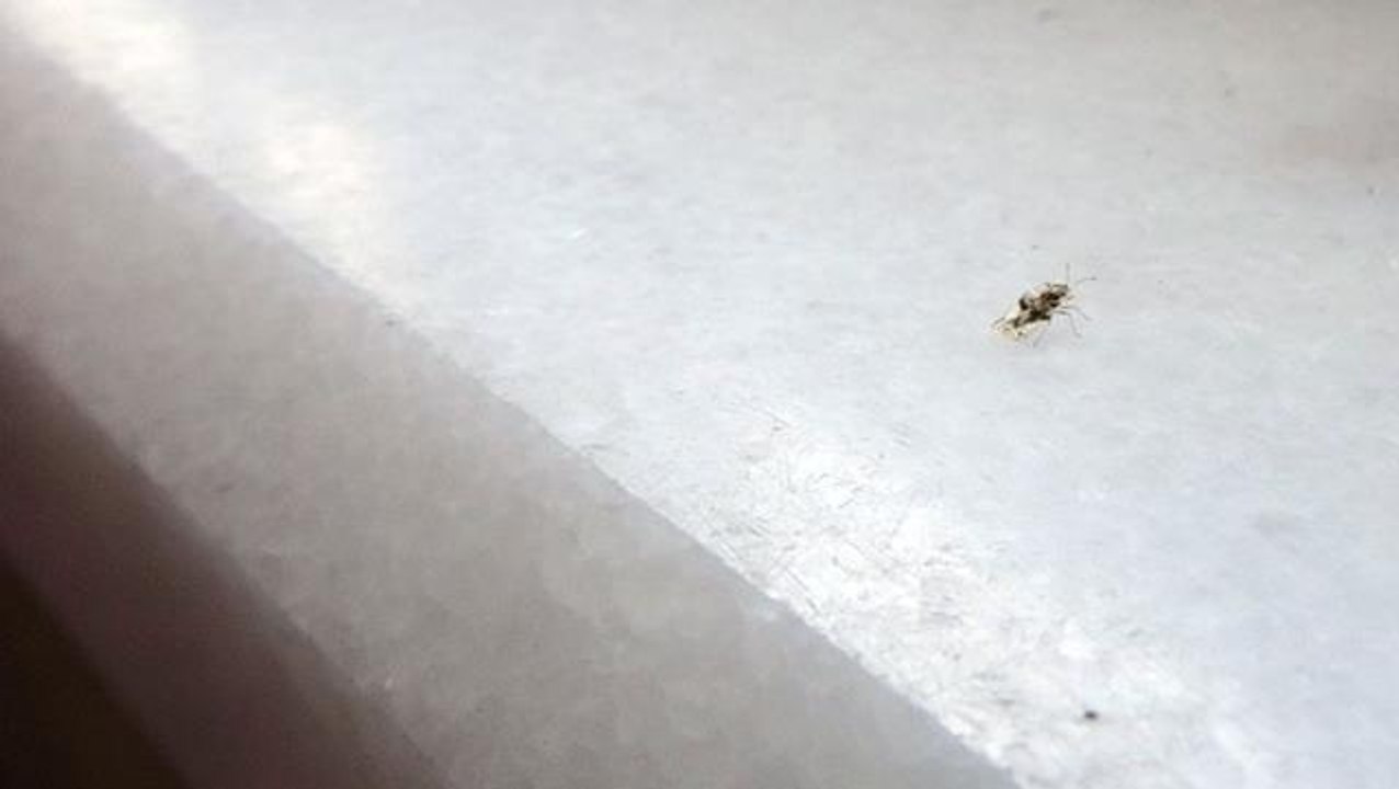 Sultangazi'de dantel böcek istilası! Vatandaş canından bezdi