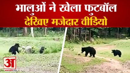 दो भालुओं ने खेला फुटबाल | Bears Playing Football in Odisha, Watch Video