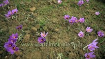 The story of Saffron Harvest in Kashmir _ short film