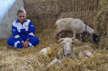 YANGINDAN KURTARILAN HAYVANLARIN ÇİFTLİKTE UYUMLU YAŞAMI