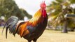 Bretagne : accusé de chanter trop fort, le coq Marcel a été gracié et ne sera finalement pas tué