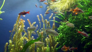 popular fish acorium in the world