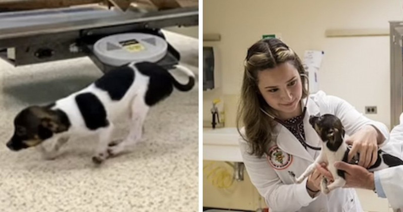 Une petite chienne née avec les pattes à l'envers apprend à marcher après une opération réussie