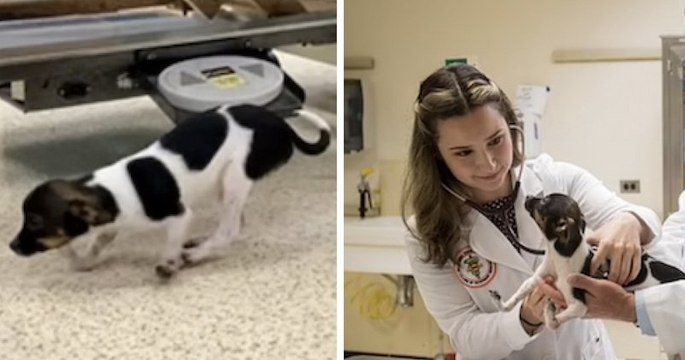 Une petite chienne née avec les pattes à l'envers apprend à marcher après une opération réussie