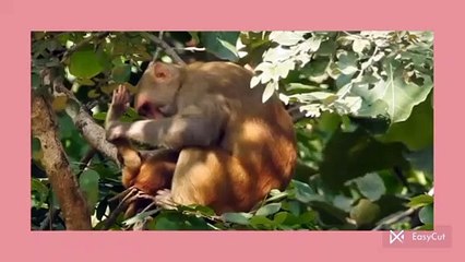 Popular Bear in Asia 🐻