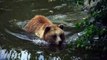 Brown Bear -brown bear swimming in water